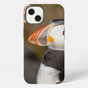 Der atlantische Papageientaucher, ein pelagischer iPhone 13 Hülle