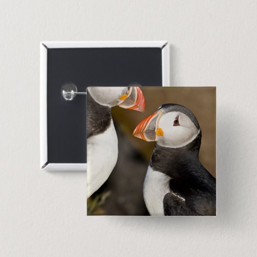 Der Atlantische Puffin Button (Vorne & Hinten)