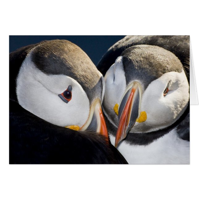 Der Atlantische Puffin, ein pelagischer Seevögel (Vorderseite (Horizontal))