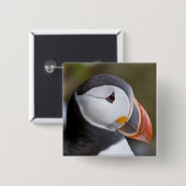 Der Atlantische Puffin, ein pelagischer Seevögel Button (Vorne & Hinten)