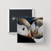 Der Atlantische Puffin, ein pelagischer Seevögel Button (Vorne & Hinten)