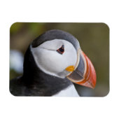Der Atlantische Puffin, ein pelagischer Seevögel Magnet (Horizontal)