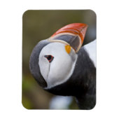 Der Atlantische Puffin, ein pelagischer Seevögel Magnet (Vertikal)