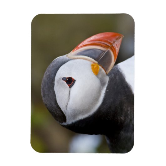 Der Atlantische Puffin, ein pelagischer Seevögel Magnet (Vertikal)