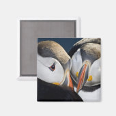 Der Atlantische Puffin, ein pelagischer Seevögel Magnet (Vorderseite/Rückseite)