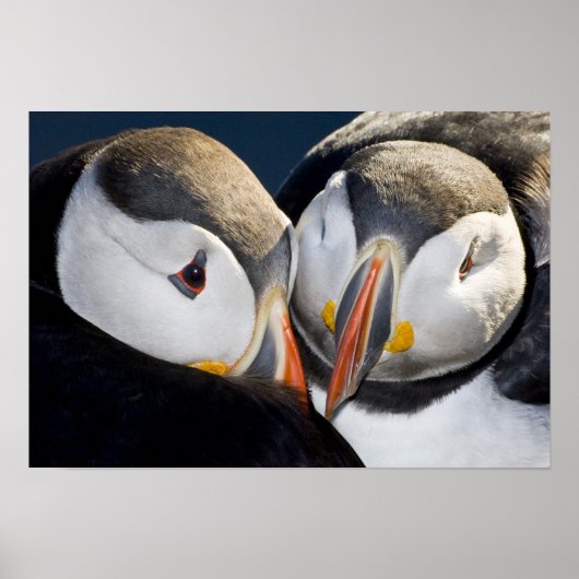 Der Atlantische Puffin, ein pelagischer Seevögel, Poster (Vorne)