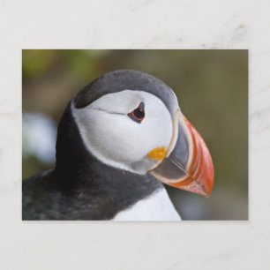 Der Atlantische Puffin, ein pelagischer Seevögel Postkarte