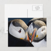 Der Atlantische Puffin, ein pelagischer Seevögel Postkarte (Vorne/Hinten)