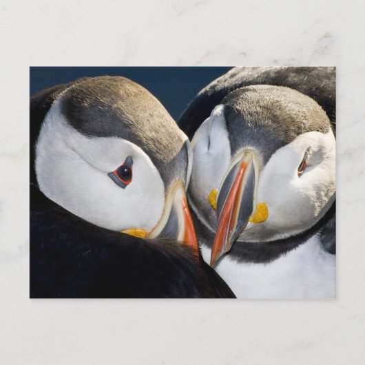 Der Atlantische Puffin, ein pelagischer Seevögel Postkarte (Vorderseite)