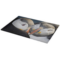 Der Atlantische Puffin, ein pelagischer Seevögel