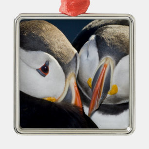 Der Atlantische Puffin, ein pelagischer Seevögel Silbernes Ornament