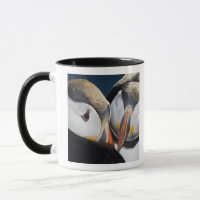 Der Atlantische Puffin, ein pelagischer Seevögel