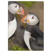 Der Atlantische Puffin Klemmbrett (Rückseite)