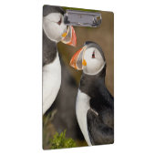 Der Atlantische Puffin Klemmbrett (Rechts)