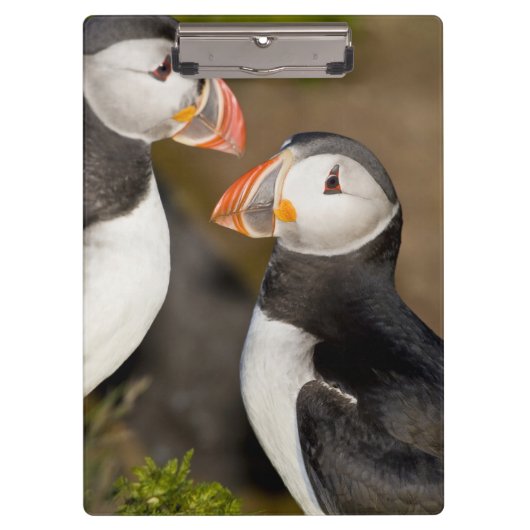 Der Atlantische Puffin Klemmbrett (Vorderseite)