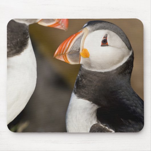 Der Atlantische Puffin Mousepad (Vorne)