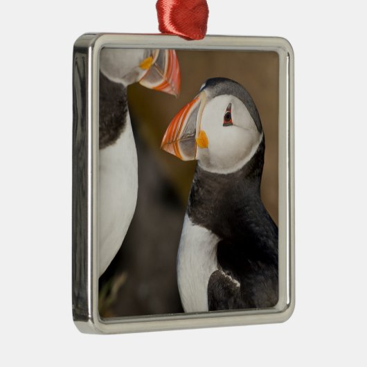 Der Atlantische Puffin Ornament Aus Metall (Rechts)