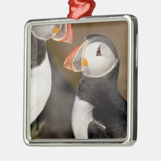 Der Atlantische Puffin Ornament Aus Metall (Links)