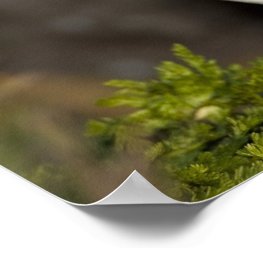 Der Atlantische Puffin Poster (Ecke)