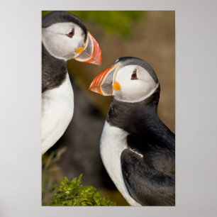 Der Atlantische Puffin Poster