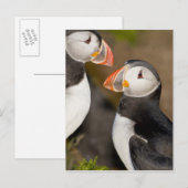 Der Atlantische Puffin Postkarte (Vorne/Hinten)