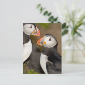 Der Atlantische Puffin Postkarte (Stehend Vorderseite)