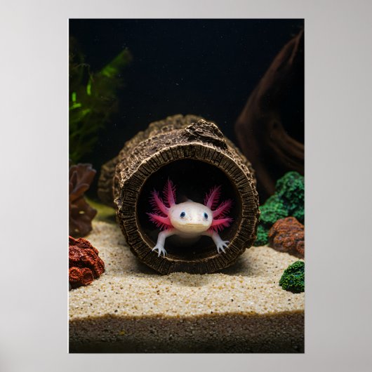 Der Aufenthalt des Axolotl Poster (Vorne)