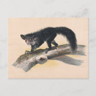 Der Aye-Aye von Joseph Wolf Postkarte