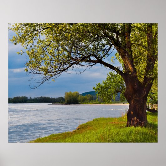 Der Baum auf der Bank Poster (Vorne)