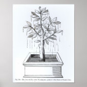 Der Baum des Lebens oder der weiche Baum Poster (Vorne)