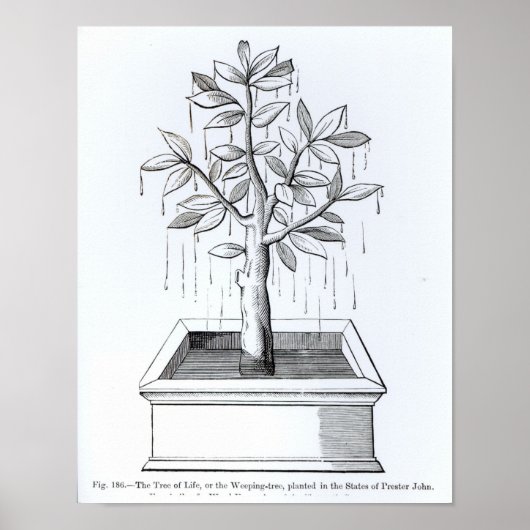 Der Baum des Lebens oder der weiche Baum Poster (Vorne)