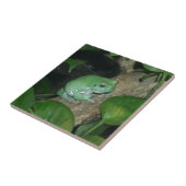 Der Baum-Frosch des Weiß, pummelig Frosch Fliese (Seite)
