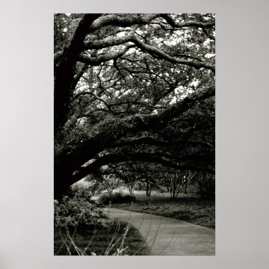 Der Baum Poster (Vorne)