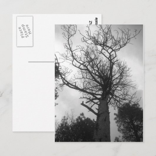 Der Baum Postkarte (Vorne/Hinten)