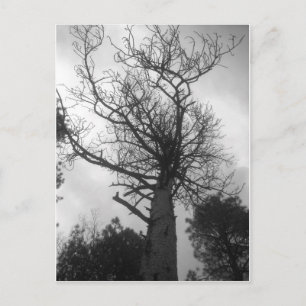 Der Baum Postkarte