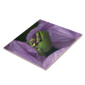 Der Baumfrosch des Weiß Fliese (Seite)