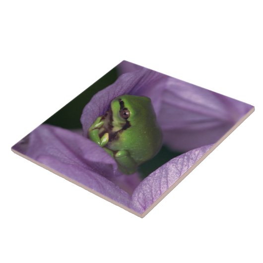 Der Baumfrosch des Weiß Fliese (Seite)