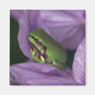 Der Baumfrosch des Weiß Magnet