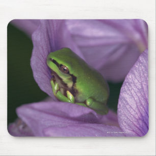 Der Baumfrosch des Weiß Mousepad