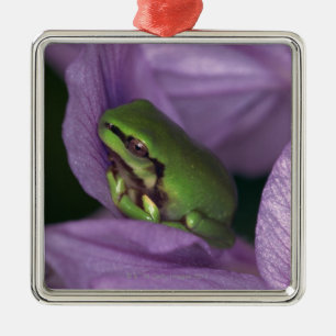 Der Baumfrosch des Weiß Silbernes Ornament