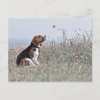 Der Beagle Postkarte