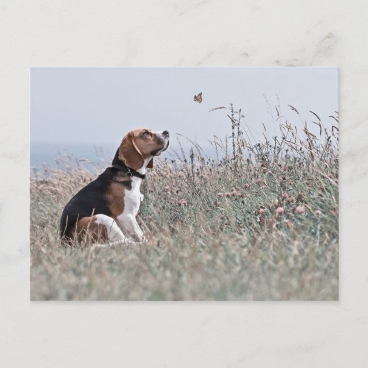 Der Beagle Postkarte (Vorderseite)