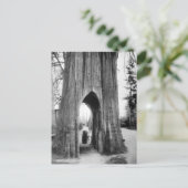 Der berühmte Fahrradbaum von Snohomish Postkarte (Stehend Vorderseite)