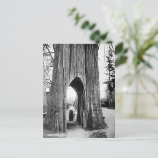 Der berühmte Fahrradbaum von Snohomish Postkarte (Stehend Vorderseite)