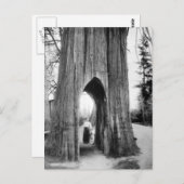 Der berühmte Fahrradbaum von Snohomish Postkarte (Vorne/Hinten)