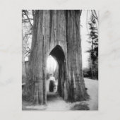 Der berühmte Fahrradbaum von Snohomish Postkarte (Vorderseite)