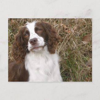 Der beste Freund des Mannes - Englischer Springer  Postkarte