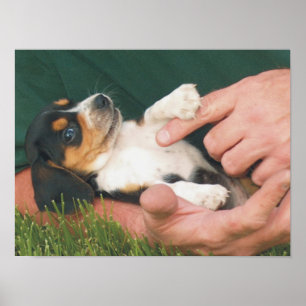 Der beste Freund des Mannes Poster