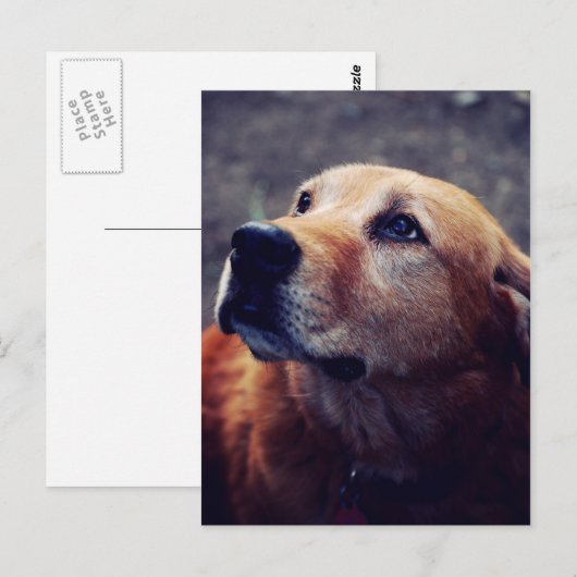 Der beste Freund des Menschen Postkarte (Vorne/Hinten)