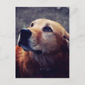 Der beste Freund des Menschen Postkarte (Vorderseite)